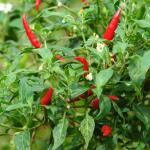 Small, hot, chilli