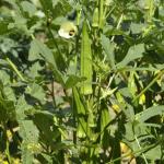 Okra on flowering plant