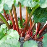 Young rhubarb