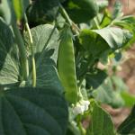 Snow Pea on plant (commons.wikimedia.org - JS - CC BY-SA 3.0)