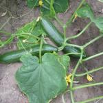 Cucumbers on plant (commons.wikimedia.org - Rasbak - CC BY-SA 3.0)