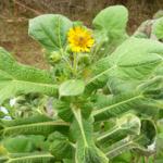 Yacon flowering