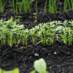 Young carrot plants