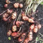 Oca just harvested