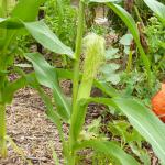 A young corn plant