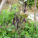 Purple climbing beans