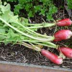 French Breakfast radishes