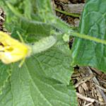 Female flower with baby fruit