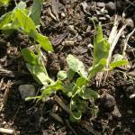 Young pea plant