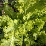 Leaf mustard